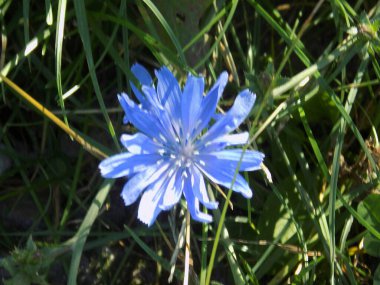 Centaurea, Saster familyasından bir bitki cinsidir.           