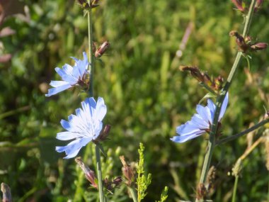 Centaurea, Saster familyasından bir bitki cinsidir.           