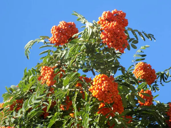 Castle Hill 'in genel manzarası          