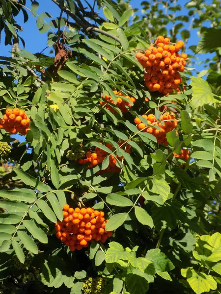 Castle Hill 'in genel manzarası          