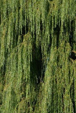 Ağlayan söğüt (Babil söğüdü, Pekin söğüdü; Çince:) latin. Salix Bablonica, söğüt familyasından bir yaprak döken ağaç türü..