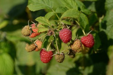 Ahududu Avrupa, düz ahududu veya sadece ahududu