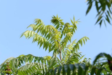 Sirke sumac, kısa saçlı sumak, kıllı sumak, sirke ağacı. Eski karışık sonbahar ormanı. Eski karışık sonbahar ormanı.