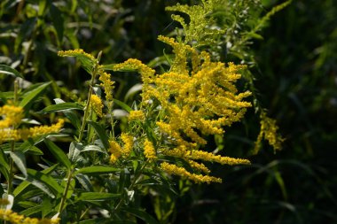 Golden Cowl Canadian (Latin Solidgo canadnsis), bloom, family astropeus, flowers, general view, genus goldenrod, green, leaves, or composite, taç yaprakları, plant, weed, wild, yellow