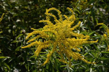 Golden Cowl Canadian (Latin Solidgo canadnsis), bloom, family astropeus, flowers, general view, genus goldenrod, green, leaves, or composite, taç yaprakları, plant, weed, wild, yellow