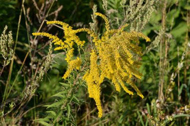 Golden Cowl Canadian (Latin Solidgo canadnsis), bloom, family astropeus, flowers, general view, genus goldenrod, green, leaves, or composite, taç yaprakları, plant, weed, wild, yellow