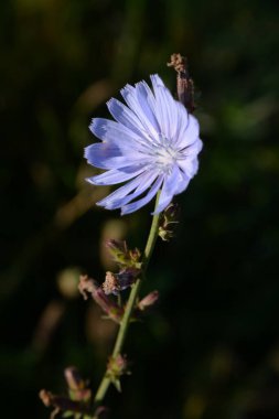 Centaurea, Saster familyasından bir bitki cinsidir.