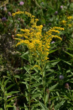 Golden Cowl Canadian (Latin Solidgo canadnsis), bloom, family astropeus, flowers, general view, genus goldenrod, green, leaves, or composite, taç yaprakları, plant, weed, wild, yellow