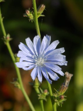 Centaurea, Saster familyasından bir bitki cinsidir.          