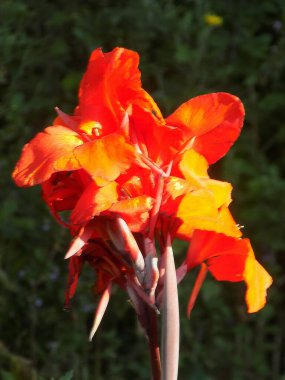 Canna, kana (Canna) is a single genus of plants of the monotypic Cannaceae family           clipart