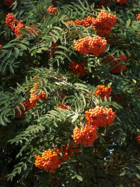 Castle Hill 'in genel manzarası          