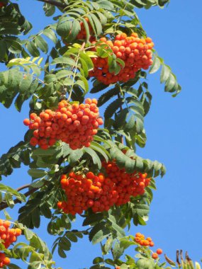 Castle Hill 'in genel manzarası          