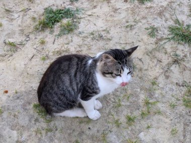 Kedi kedisi (Latince Felis Silvestris catus), kedigiller (Felis) familyasından bir kedi türü.)