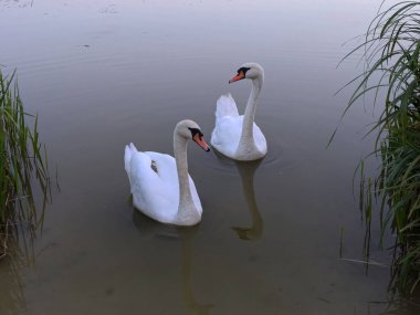 Dilsiz kuğu (Cygnus olor) ördek familyasından bir su kuşudur.). 