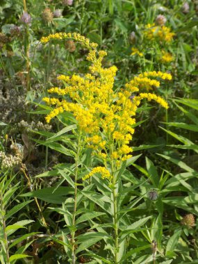 Golden Cowl Canadian (Latin Solidgo canadnsis), bloom, family astropeus, flowers, general view, genus goldenrod, green, leaves, or composite, taç yaprakları, plant, weed, wild, yellow           