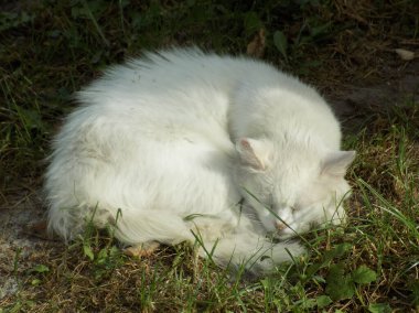 Kedi kedisi (Latince Felis Silvestris catus), kedigiller (Felis) familyasından bir kedi türü.)