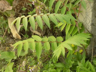 Sirke sumac, kısa saçlı sumak, kıllı sumak, sirke ağacı. Eski karışık sonbahar ormanı. Eski karışık sonbahar ormanı.