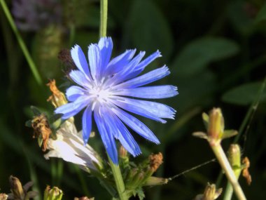 Centaurea, Saster familyasından bir bitki cinsidir.