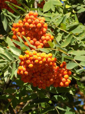 Castle Hill 'in genel manzarası 