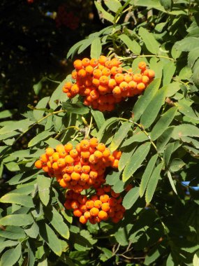 Castle Hill 'in genel manzarası 