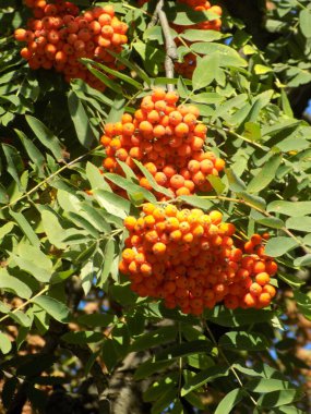 Castle Hill 'in genel manzarası 