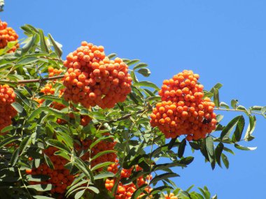 Castle Hill 'in genel manzarası 