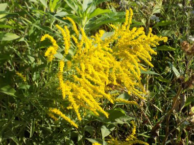 Golden Cowl Canadian (Latin Solidgo canadnsis), bloom, family astropeus, flowers, general view, genus goldenrod, green, leaves, or composite, taç yaprakları, plant, weed, wild, yellow