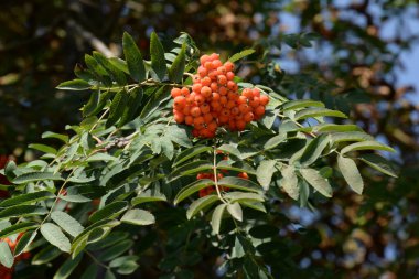 Castle Hill 'in genel manzarası 