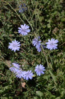 Centaurea, Saster familyasından bir bitki cinsidir.          