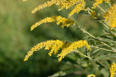 Golden Cowl Canadian (Latin Solidgo canadnsis), bloom, family astropeus, flowers, general view, genus goldenrod, green, leaves, or composite, taç yaprakları, plant, weed, wild, yellow