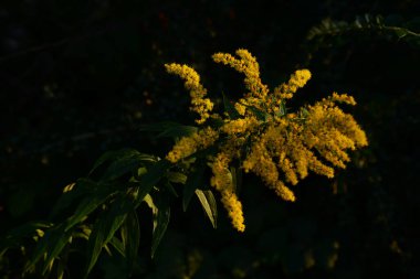 Golden Cowl Canadian (Latin Solidgo canadnsis), bloom, family astropeus, flowers, general view, genus goldenrod, green, leaves, or composite, taç yaprakları, plant, weed, wild, yellow