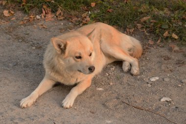 Köpek ya da evcil köpek (Canis lupus familiaris))