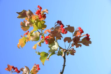  Kalina (Viburnum), Tansy familyasından bir bitki cinsidir.