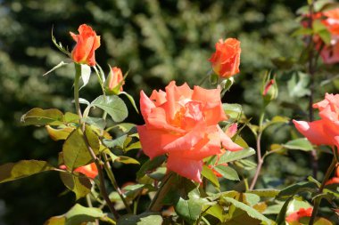 Kırmızı gül (Latin Rosa L.)  