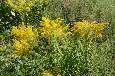 Golden Cowl Canadian (Latin Solidgo canadnsis), bloom, family astropeus, flowers, general view, genus goldenrod, green, leaves, or composite, taç yaprakları, plant, weed, wild, yellow