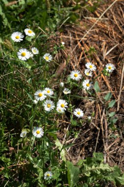 Papatya çayı ya da papatya çayı her yıl yüksek dallı bir bitki cinsidir. 
