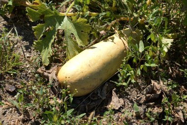 Kabak (Cucurbita pepo var. Giraumtonia, balkabağı familyasının yıllık, tek heceli, çapraz tozlu bir bitkisidir.