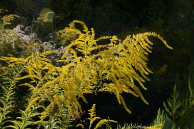 Golden Cowl Canadian (Latin Solidgo canadnsis), bloom, family astropeus, flowers, general view, genus goldenrod, green, leaves, or composite, taç yaprakları, plant, weed, wild, yellow