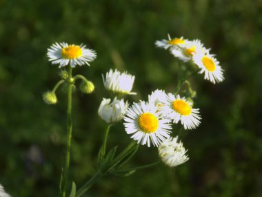 Papatya çayı ya da papatya çayı her yıl yüksek dallı bir bitki cinsidir. 