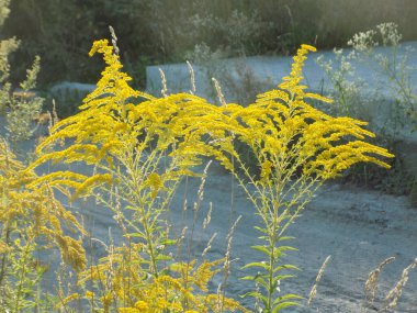 Golden Cowl Canadian (Latin Solidgo canadnsis), bloom, family astropeus, flowers, general view, genus goldenrod, green, leaves, or composite, taç yaprakları, plant, weed, wild, yellow