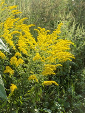 Golden Cowl Canadian (Latin Solidgo canadnsis), bloom, family astropeus, flowers, general view, genus goldenrod, green, leaves, or composite, taç yaprakları, plant, weed, wild, yellow