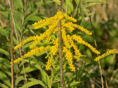 Golden Cowl Canadian (Latin Solidgo canadnsis), bloom, family astropeus, flowers, general view, genus goldenrod, green, leaves, or composite, taç yaprakları, plant, weed, wild, yellow
