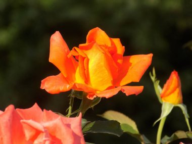 Kırmızı gül (Latin Rosa L.)           