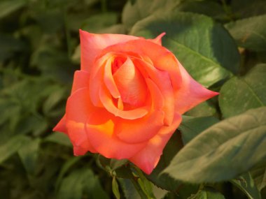 Kırmızı gül (Latin Rosa L.)           