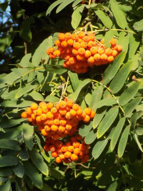 Castle Hill 'in genel manzarası           