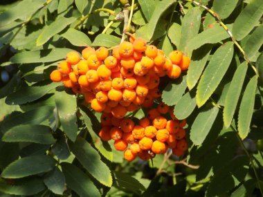 Castle Hill 'in genel manzarası           