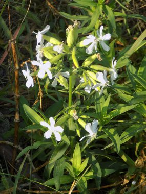 Silene vulgaris (Silene vulgaris) karanfilgiller (Caryophyllaceae) familyasından bir bitki türü.)          