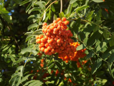 Castle Hill 'in genel manzarası           