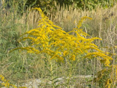 Golden Cowl Canadian (Latin Solidgo canadnsis), bloom, family astropeus, flowers, general view, genus goldenrod, green, leaves, or composite, taç yaprakları, plant, weed, wild, yellow