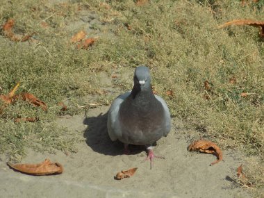Güvercin (Columba) güvercin familyasından bir güvercin cinidir.).